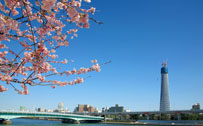 2010.3.15<br>隅田川沿いにも春が訪れました。タワーの成長を眺めながらお花見ができるエリアです。 